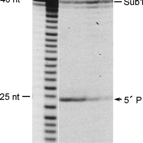 Determination Of The Substrate 1cleavage Sites By TRNase ZL Pig Liver