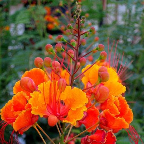 Pride Of Barbados Seeds Caesalpinia Pulcherrima