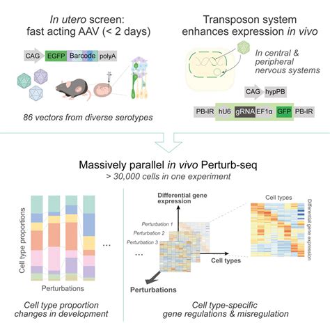 Massively Parallel In Vivo Perturb Seq Reveals Cell Type Specific