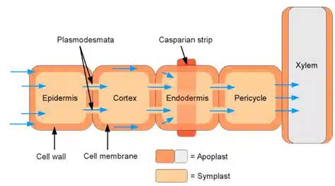 What is the symplast pathway?