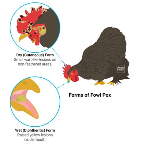 Fowl Pox In Chickens How To Prevent It