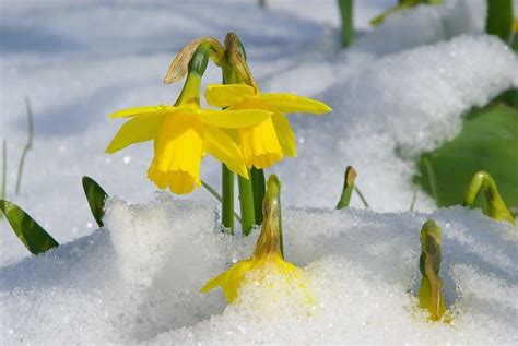 Significado simbolismo mitología y folclore de la flor de narciso