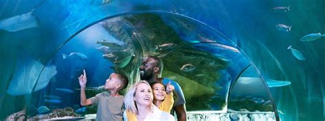 Sea Life Orlando Aquarium - Orlando, FL | Tripster