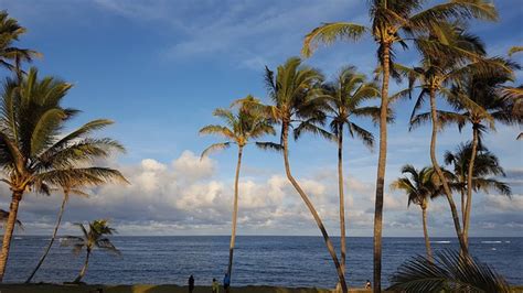 Palm Tree Tropics Hawaii - Free photo on Pixabay - Pixabay