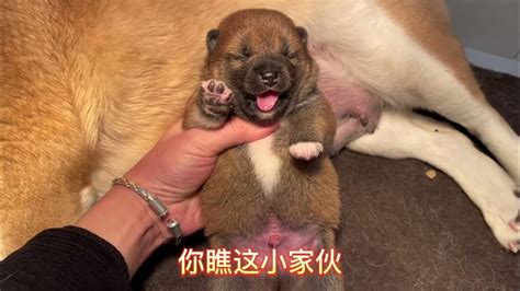 刚出生7天的小柴犬，肥的睁开不眼，壮如熊，母犬照顾的太精致了 Youtube