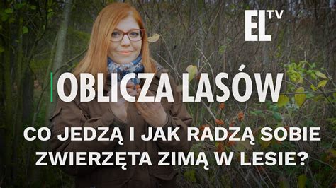 Co jedzą i jak radzą sobie zwierzęta zimą w lesie OBLICZA LASÓW 115