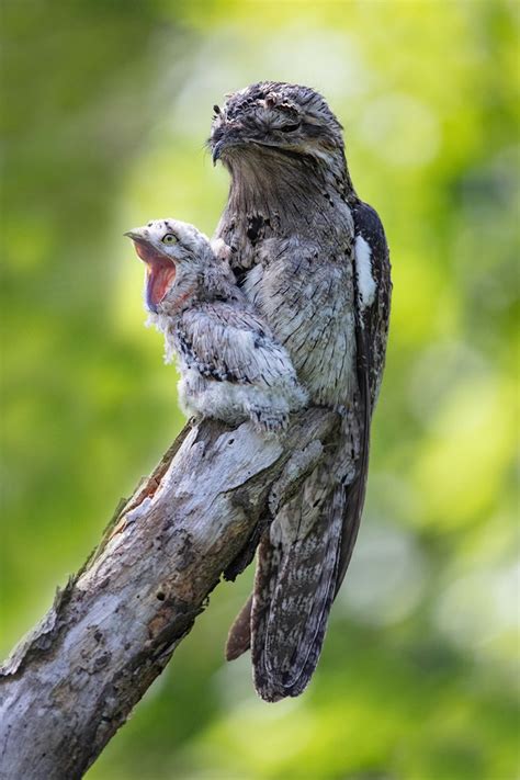 40 Winning Photos Of Bird Photographer Of The Year 2023