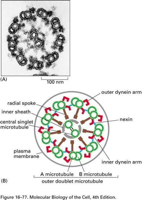 Microtubules Cell Division - Cell Division