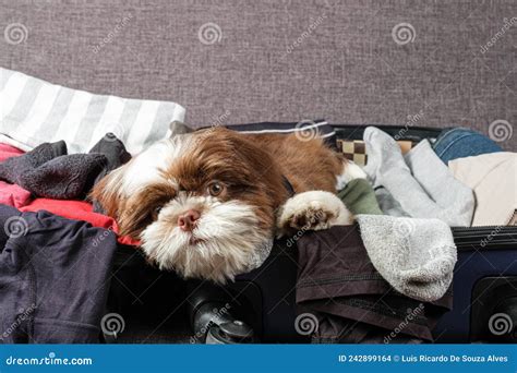 Cachorro Shih Tzu Tendido En Una Maleta Abierta Y Mirando A La Vista De