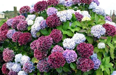 8 popular garden plants that are incredibly poisonous - DecorWorlds