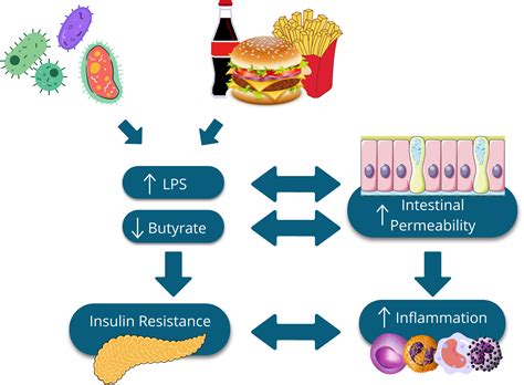 Gut microbiota in the pathogenesis and therapeutic approaches of