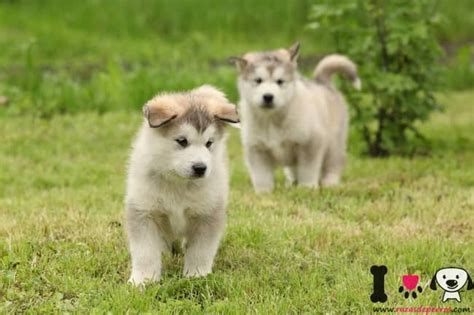 Alaskan Malamute Informaci N Sobre La Raza Alaskan Malamute