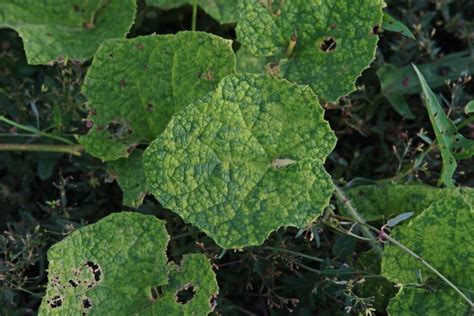 Cucumber Mosaic Virus: Prevention and Control - Garden.eco