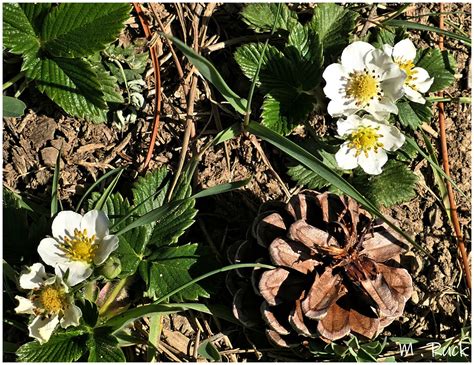 Walderdbeeren Foto And Bild Pflanzen Pilze And Flechten Blüten