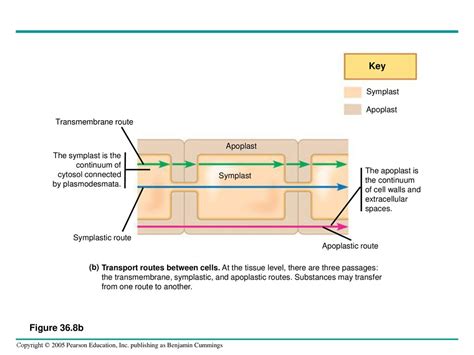 Transport In Vascular Plants Ppt Download