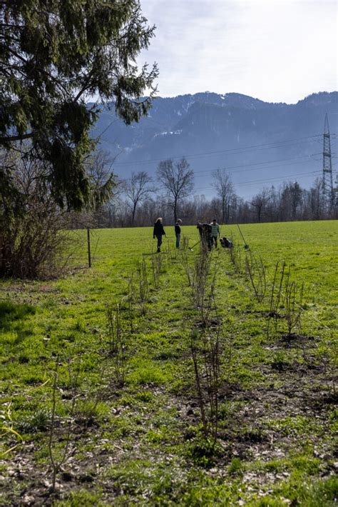 Zusammen für mehr Natur in Diepoldsau Verein PRO RIET Rheintal