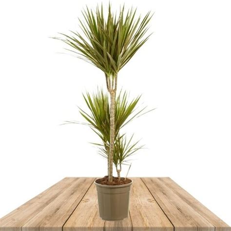 Compra Dracaena Marginata Bicolour de 125cm FlorEspaña