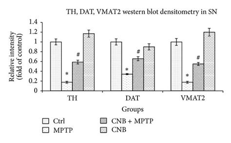 Immunoblotting Of Tyrosine Hydroxylase Th Dopamine Transporter Download Scientific Diagram