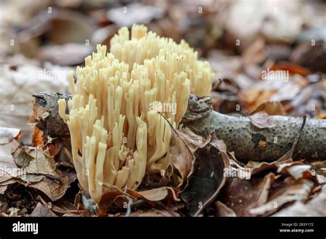 Ramaria Stricta Known As Upright Coral Strict Branch Coral Coral