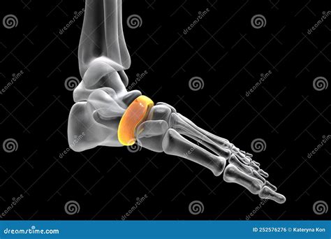 Human Foot Anatomy. Navicular Bone Of The Foot Royalty-Free Illustration | CartoonDealer.com ...