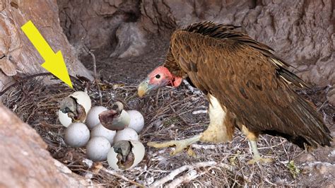 How Vulture Breeding And Laying Eggs Youtube