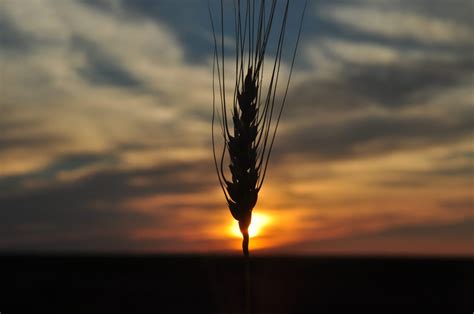 Argentina Wheat Harvest Could Rise On Better Than Expected Yields