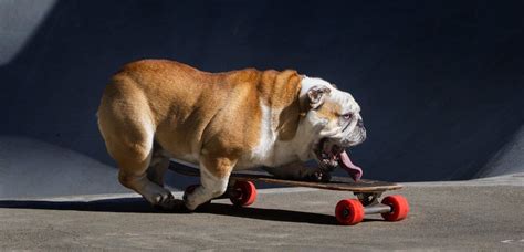 Skateboarding Dogs √ How To Teach A Dog To Skate How To Choose Best