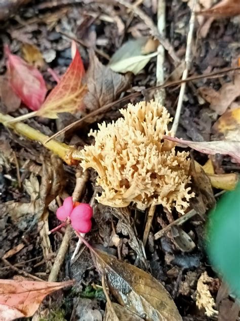 Photo Ramaria Stricta Observation Org