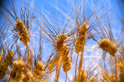 Obtuvieron Productores Del Valle De Mexicali Y Slrc Toneladas De