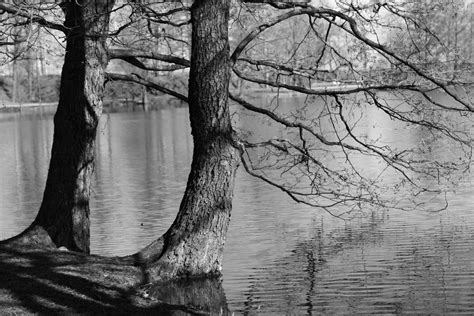 Fotos Gratis Rbol Rama Invierno En Blanco Y Negro Planta Madera