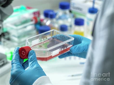 Stem Cell Research Photograph By Tek Image Science Photo Library Pixels