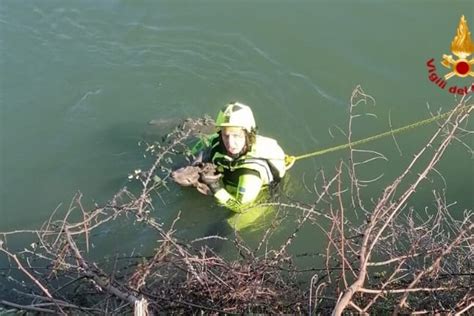 Narni Tr Cucciolo Di Capriolo Salvato Dopo Essere Caduto In Un