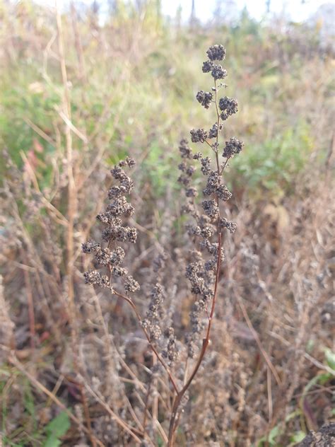 Chenopodium berlandieri var. bushianum (Soybean Goosefoot) - FSUS
