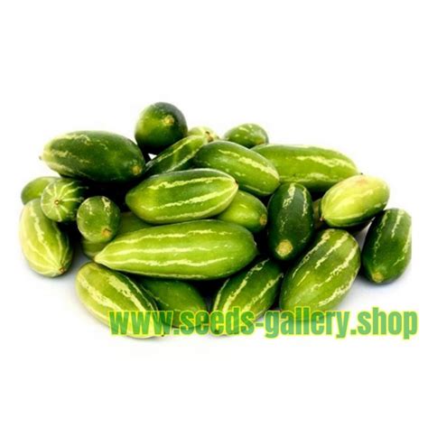 Ivy Gourd, Scarlet Gourd Seeds (Coccinia grandis) - Price €2.25