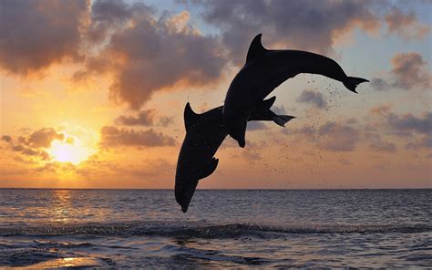 Fotografías De Carismáticos Delfines En El Oceano