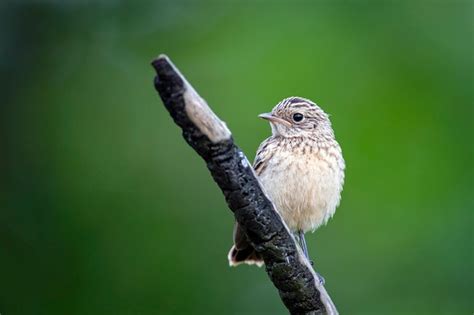 La tarabilla europea es un pequeño pájaro paseriforme Foto Premium