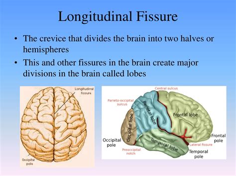 Ppt Brainstem Powerpoint Presentation Free Download Id9219323