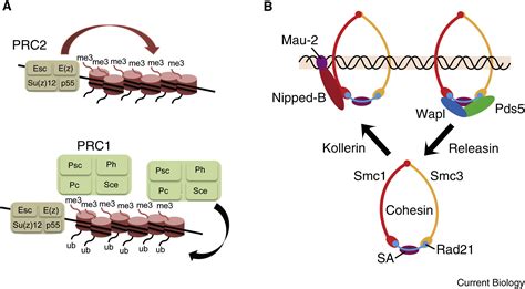 Checks And Balances Between Cohesin And Polycomb In Gene Silencing And