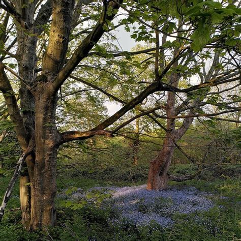 A Patch Of Speedwell Under The Sycamores A J Paxton Cc By Sa