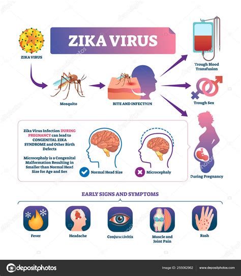 Zika Virus Vektor Illustration Anzeichen Für Mückenstiche Stock