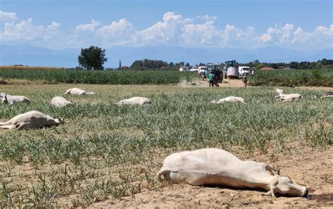 Diseases Of Cattle And Buffaloes