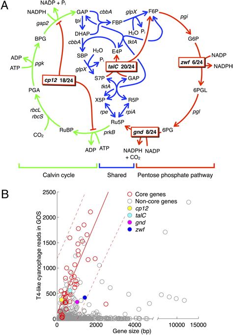 Phage Auxiliary Metabolic Genes And The Redirection Of Cyanobacterial