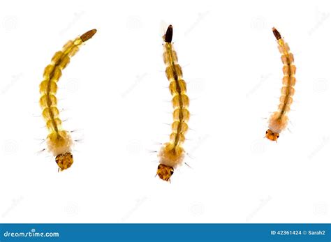 Mosquito Larvae Over White, Macro. Stock Photo - Image: 42361424