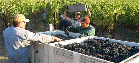 Works picking grapes