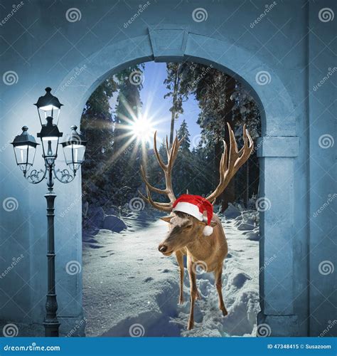 Reindeer In Winter Wonderland Christmas Design Stock Image Image Of