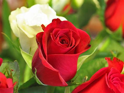 beautiful rose wallpapers wallpaperscom