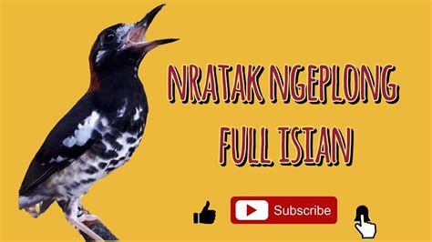 Pancingan Anis Kembang Ngeplong Gacor Pembangkit Emosi YouTube