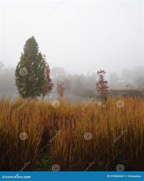 Fall Foliage and Fog in the Park at the NC Museum of Art in Raleigh Stock Image - Image of moody ...