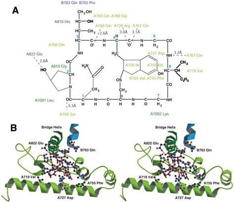 Interaction Of Amanitin With Pol Ii A The Chemical Structure Of