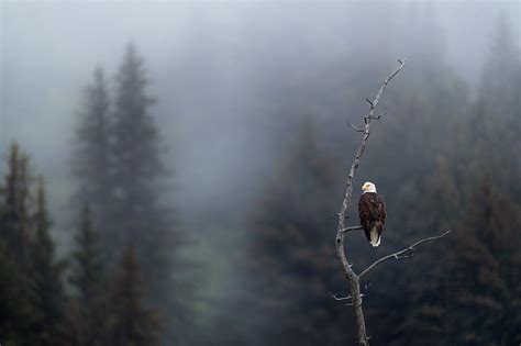 Eagle Predator Bird Branch Focus Hd Wallpaper Peakpx